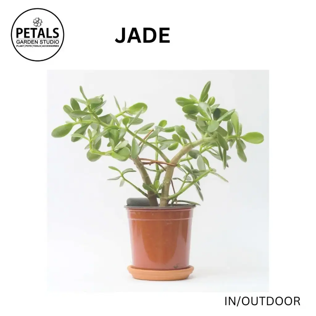 Jade