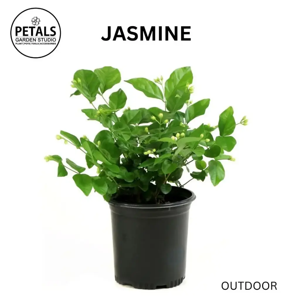 Jasmine