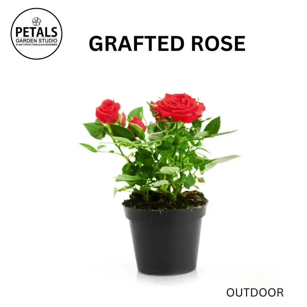 Grafted Rose
