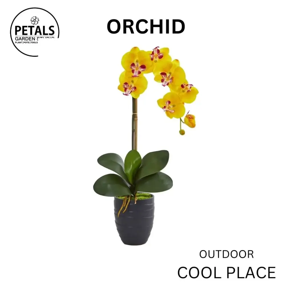 Orchid