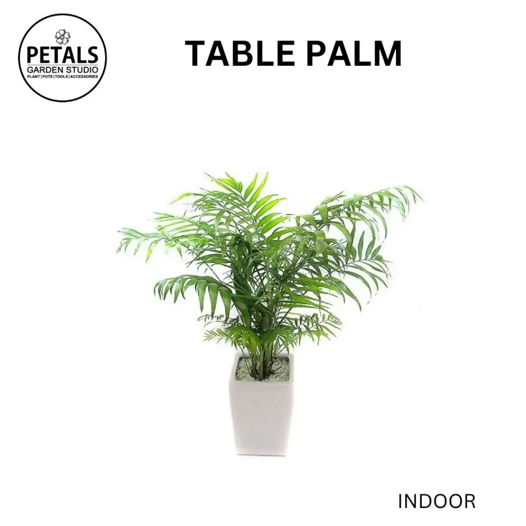 Table Palm