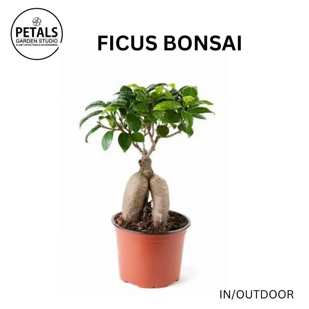 Ficus Bonsai