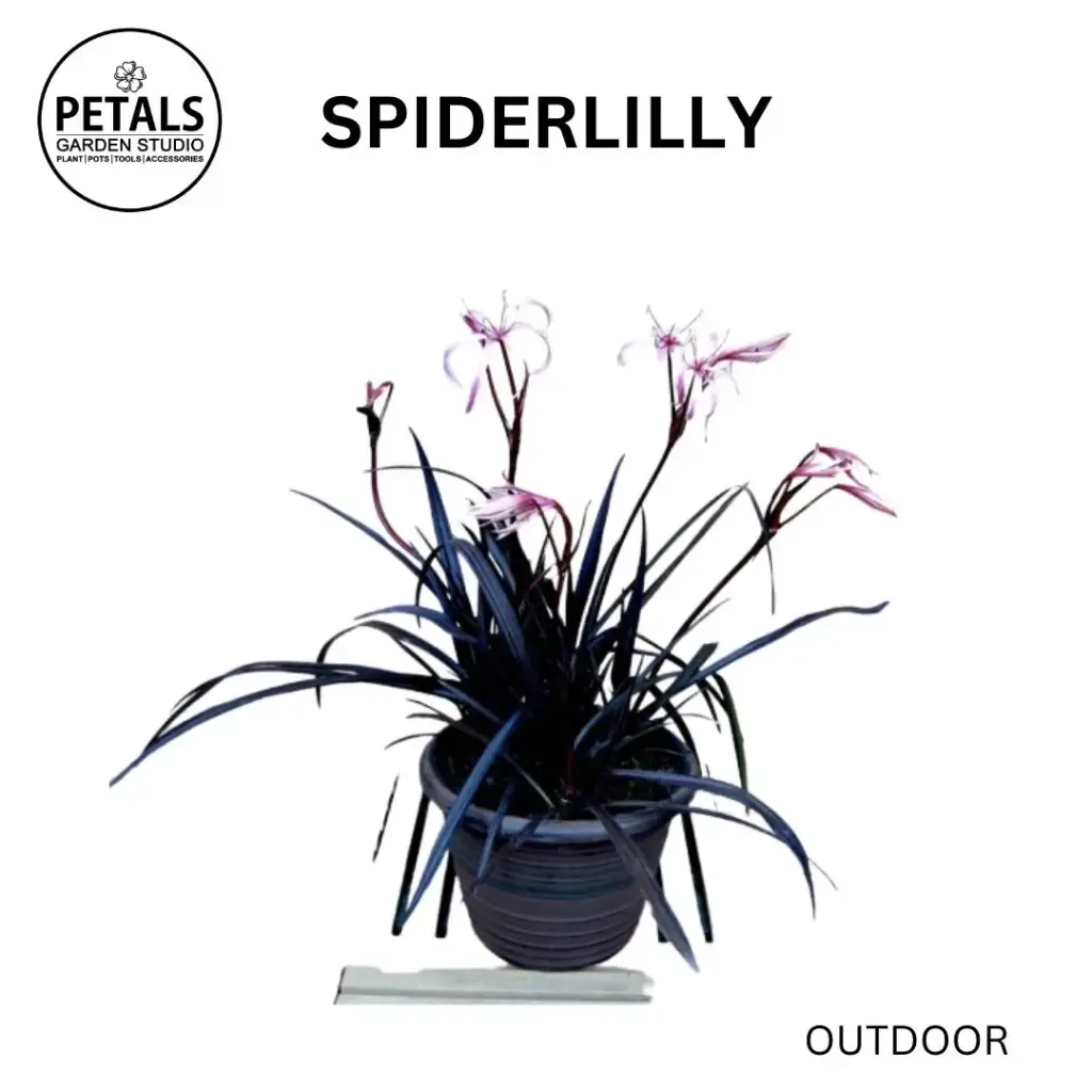 Spiderlilly