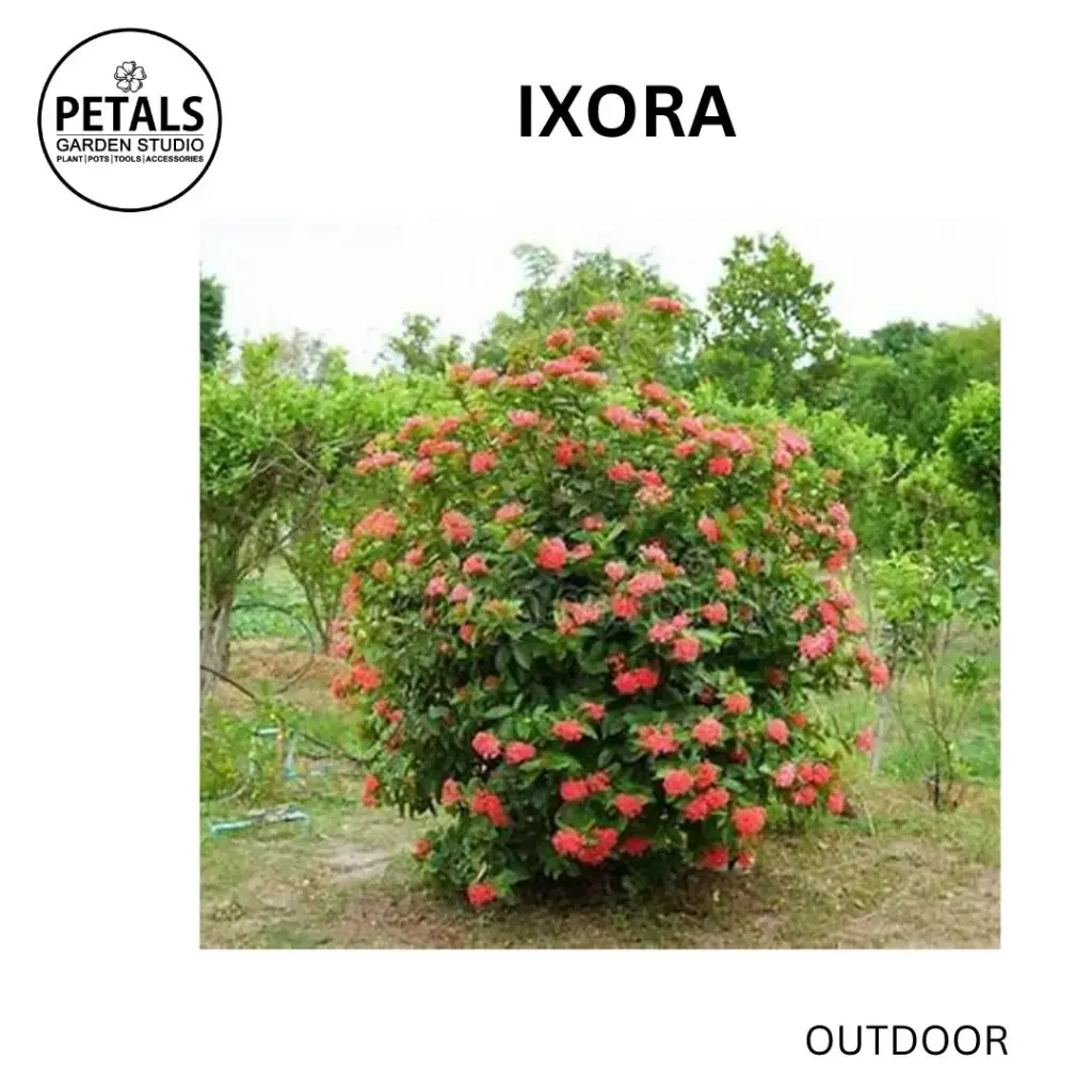 Ixora