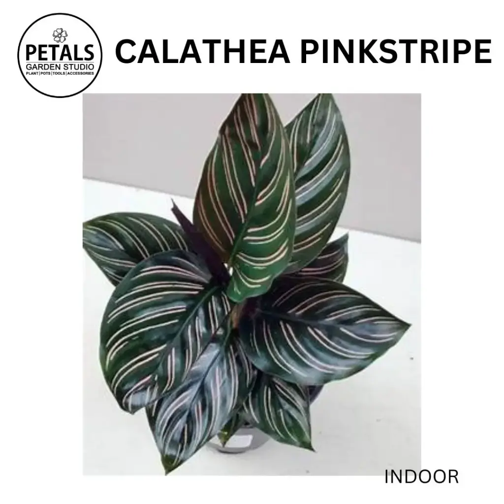 Calathea Pinkstripe