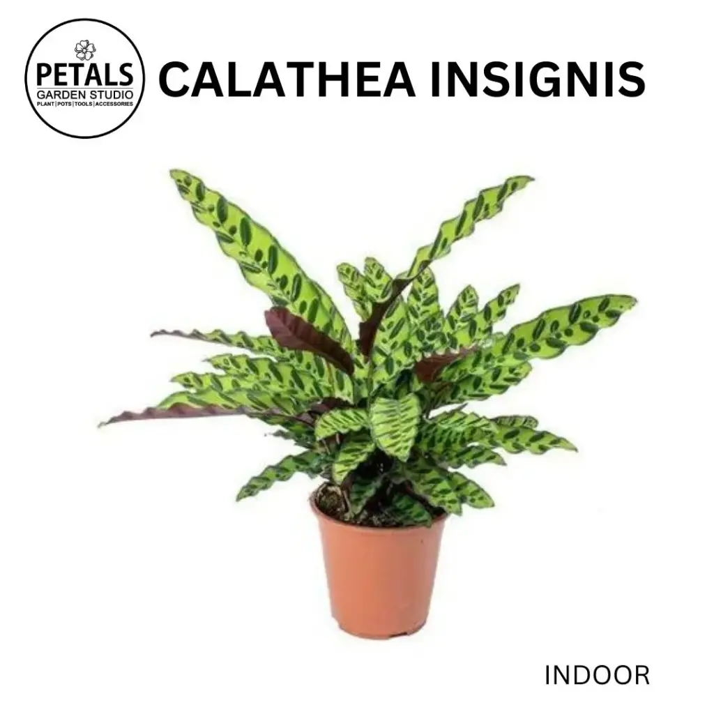 Calathea Insignis