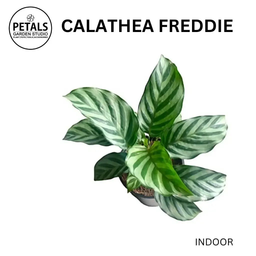 Calathea Freddie