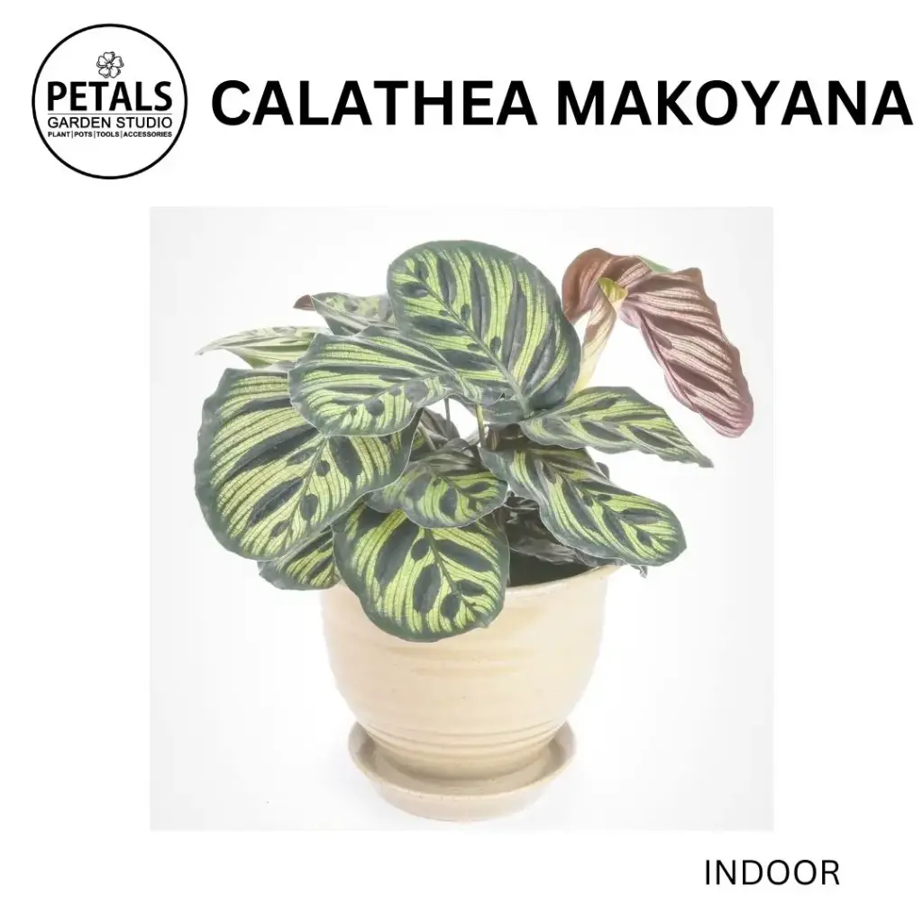 Calathea Makoyana