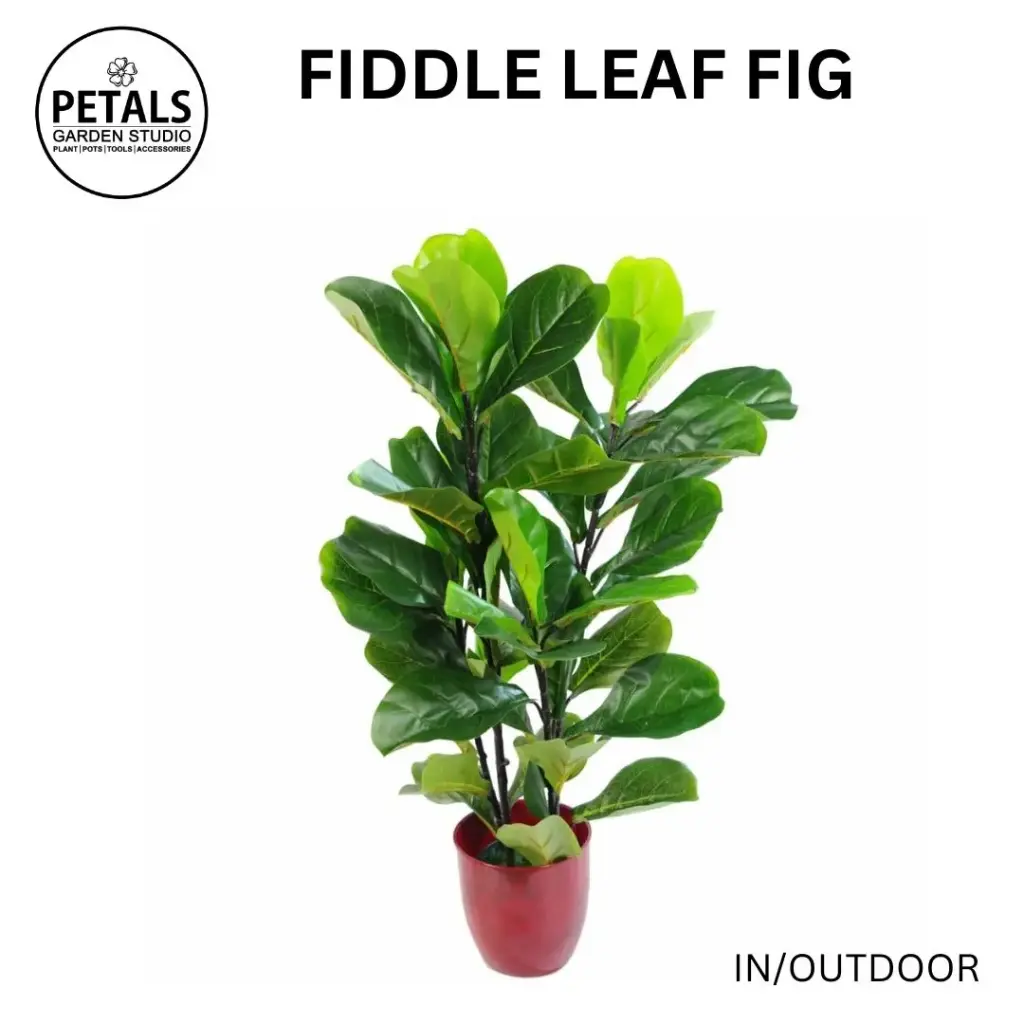 Fiddle Leaf Fig