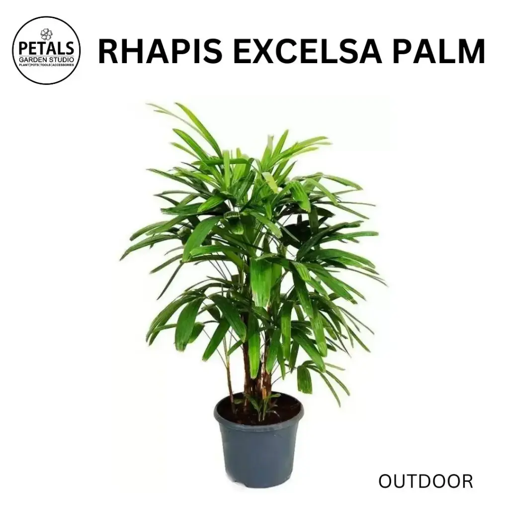 Rhapis Excelsa Palm