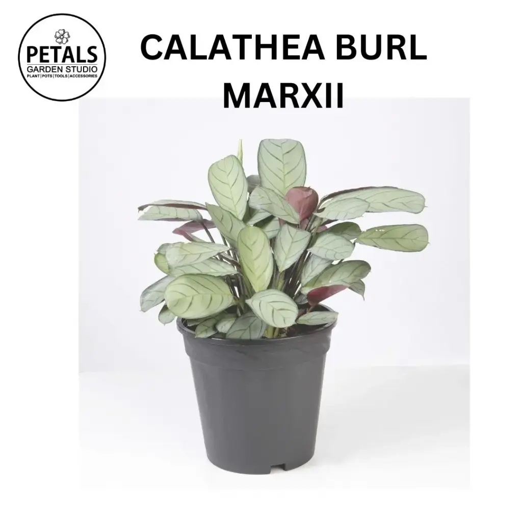 Calathea Burl Marxii