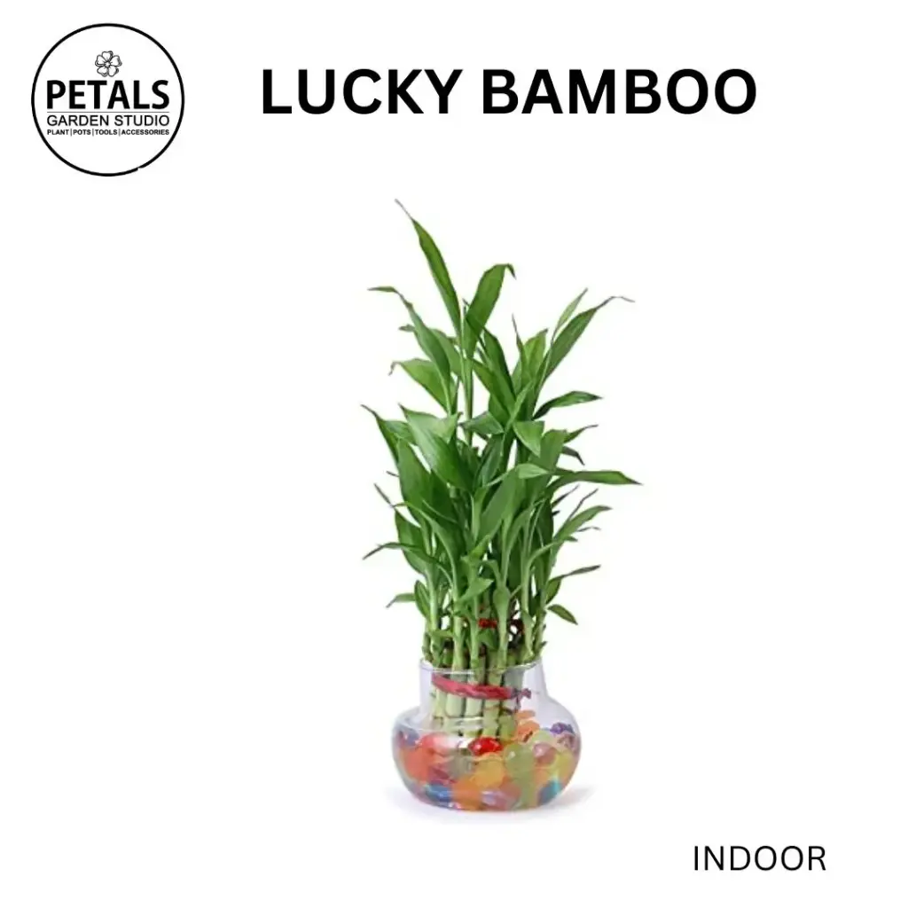Lucky Bamboo