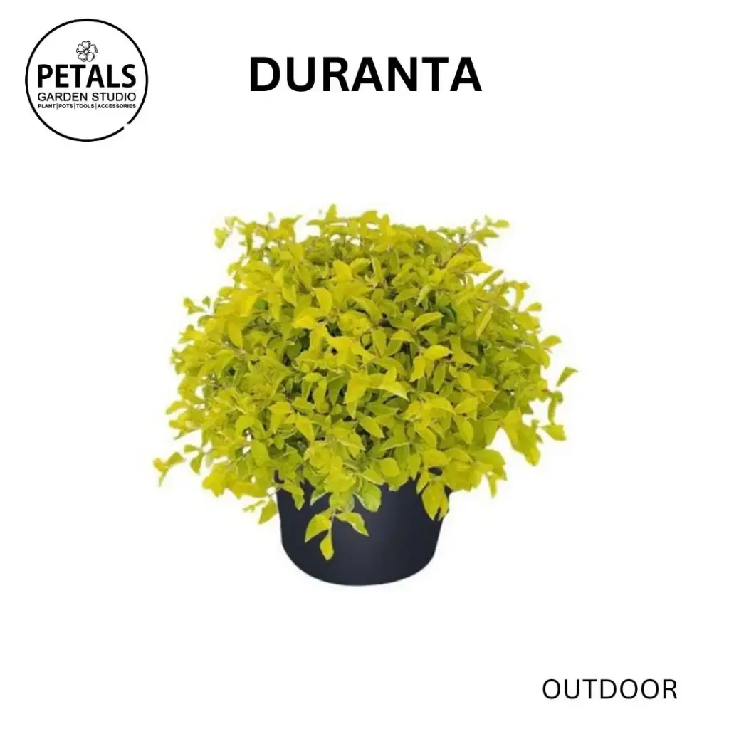 Duranta