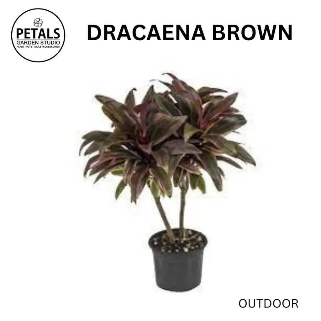 Dracaena Brown