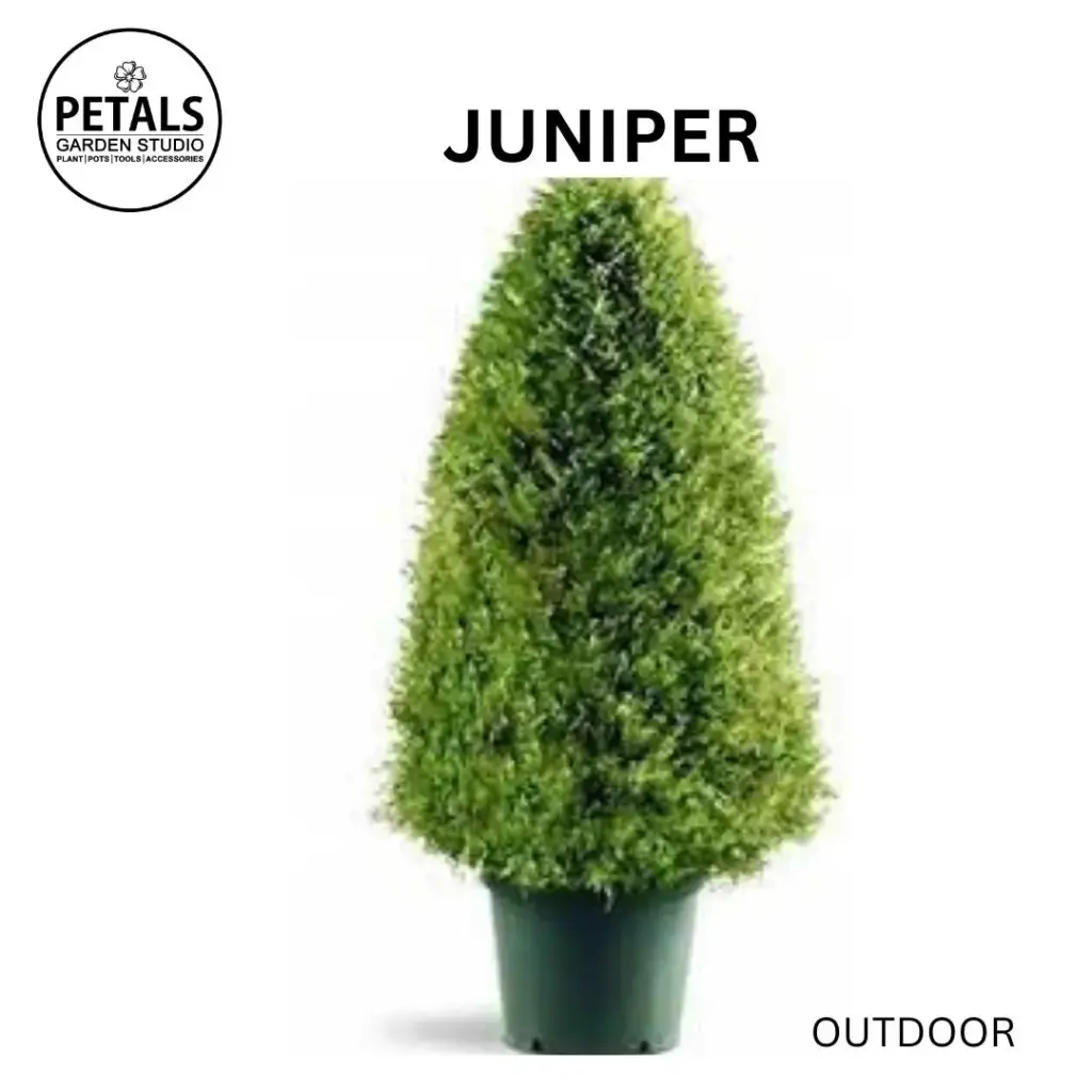 Juniper
