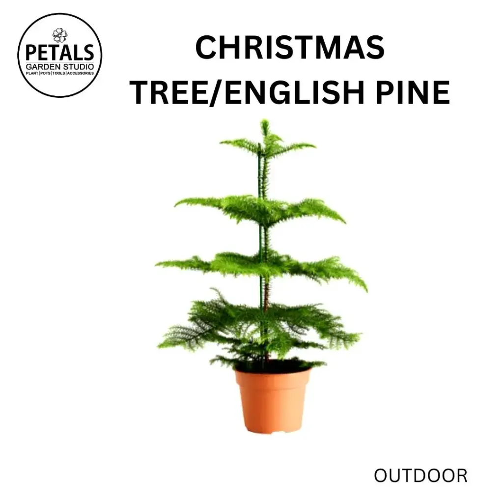English Pine