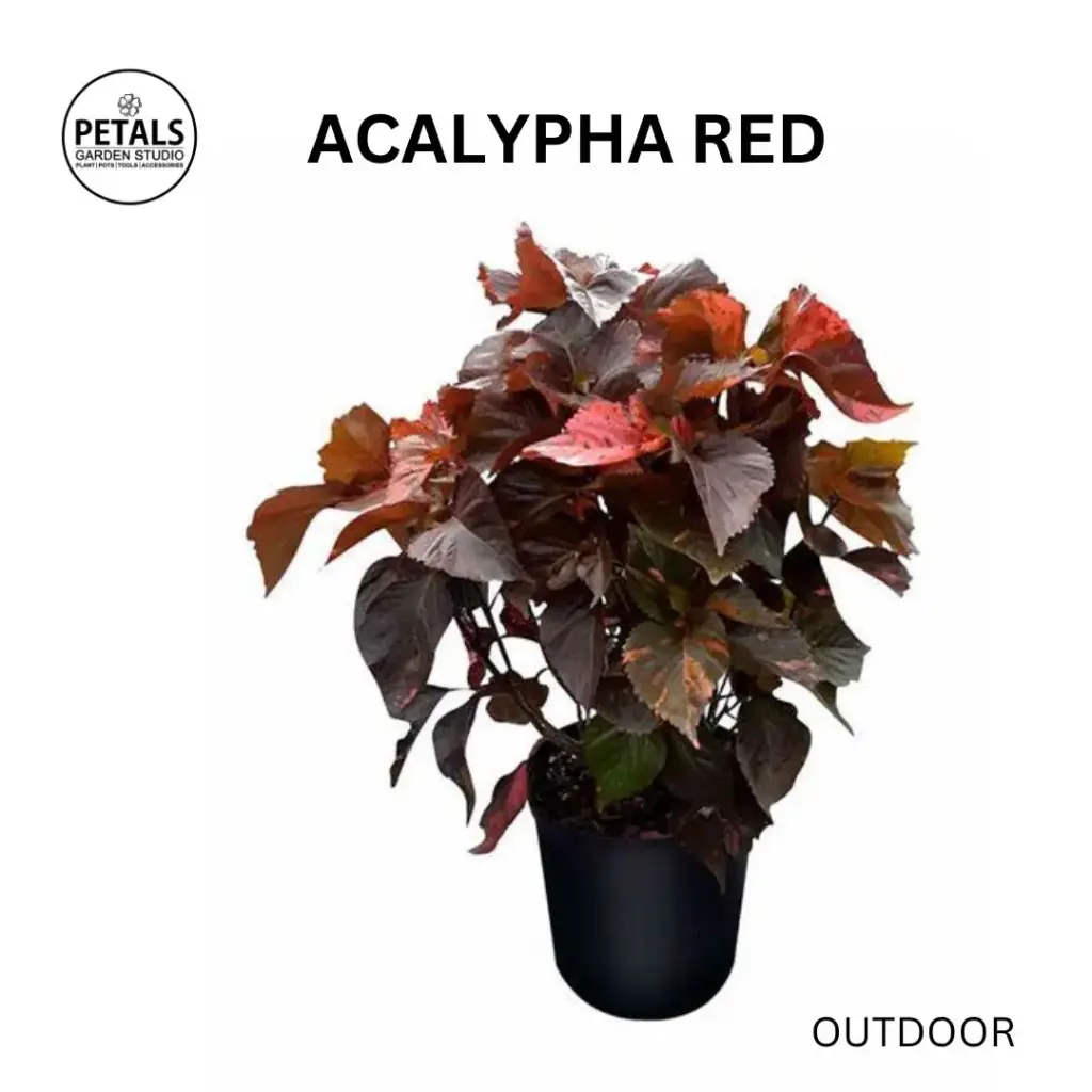 Acalypha Red