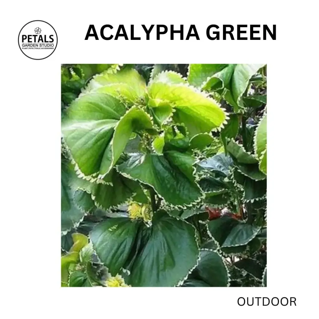 Acalypha Green