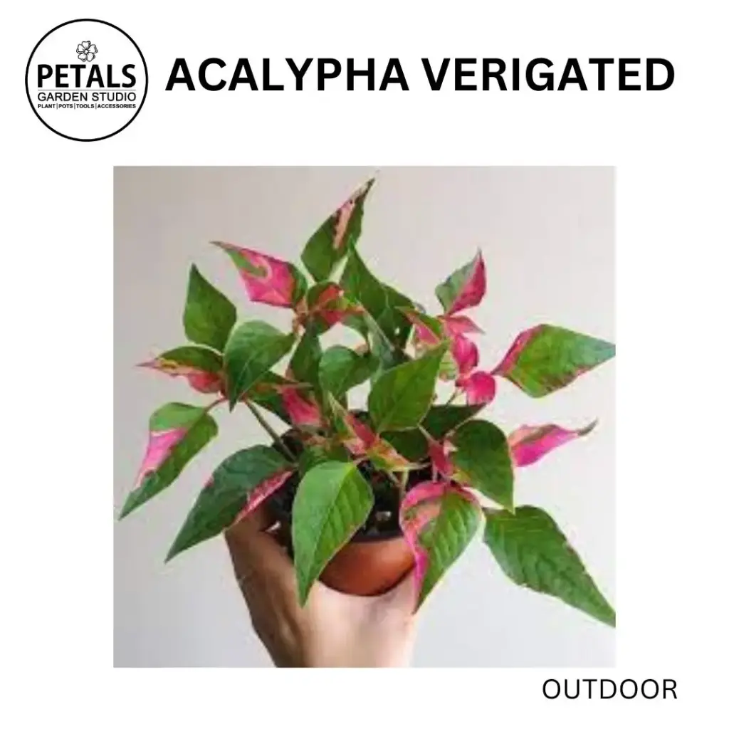 Acalypha Verigated