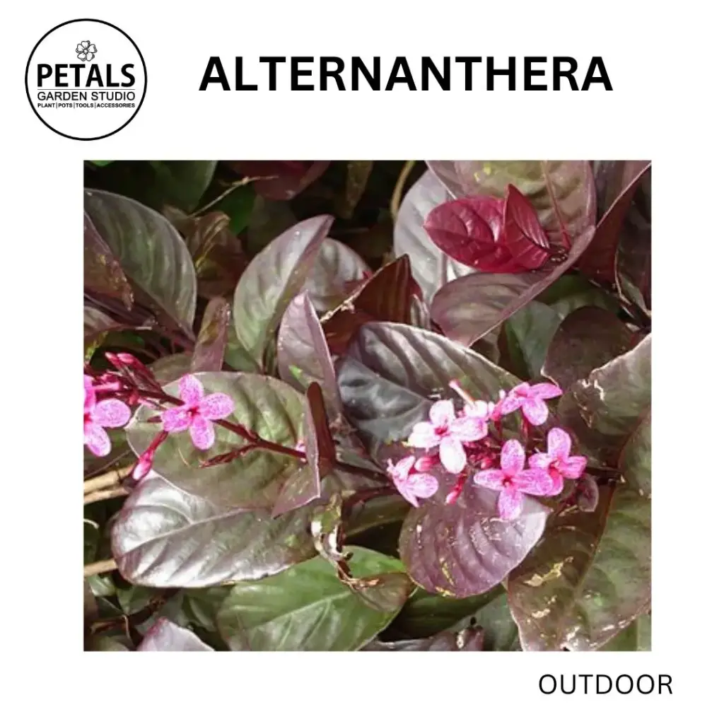 Alternanthera