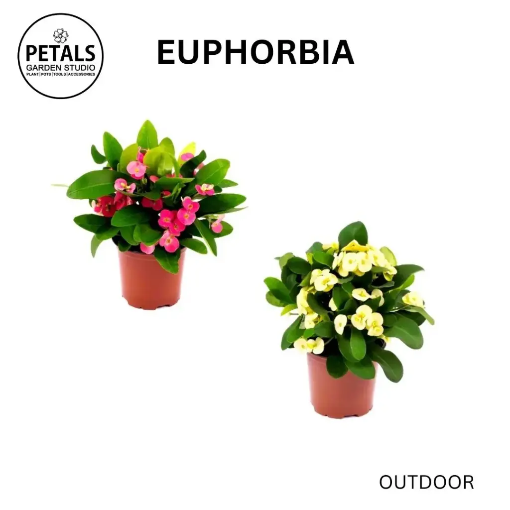 Euphorbia