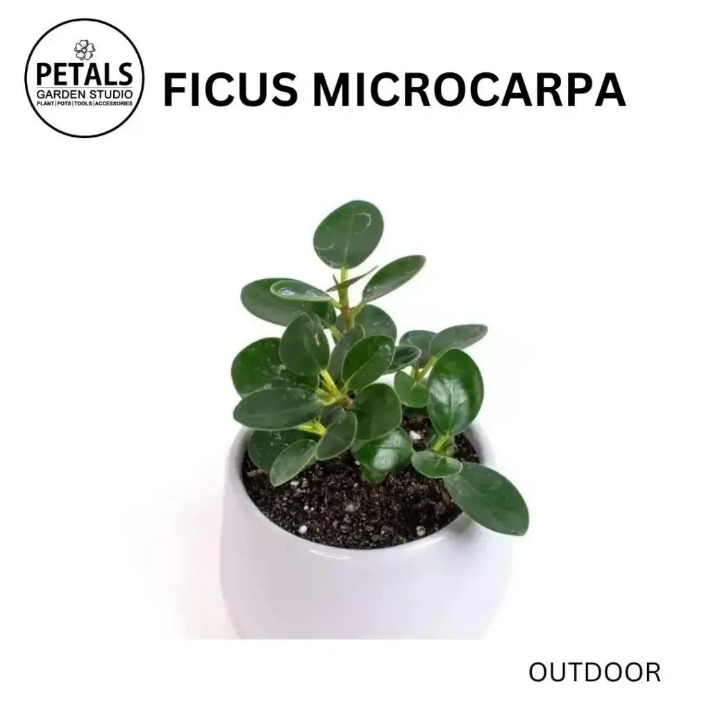 Ficus Microcarpa