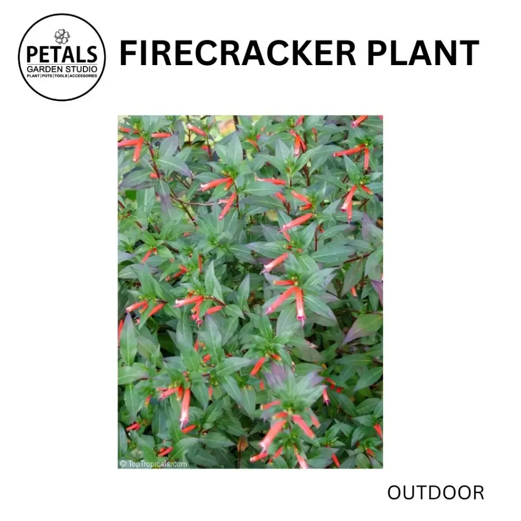 Firecracker Plant