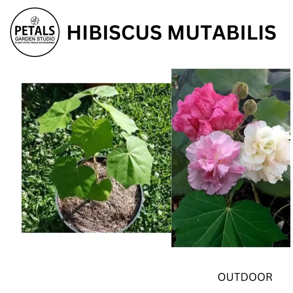 Hibiscus Mutabilis