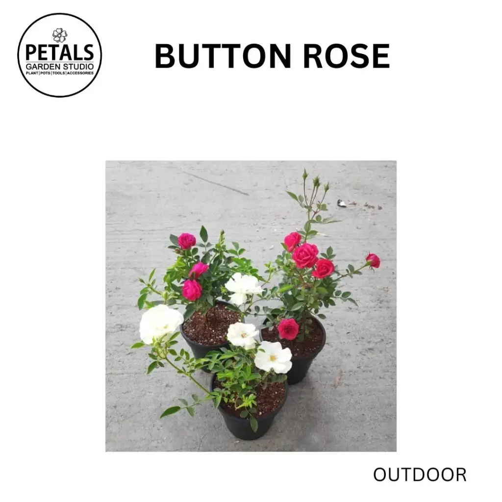 Button Rose