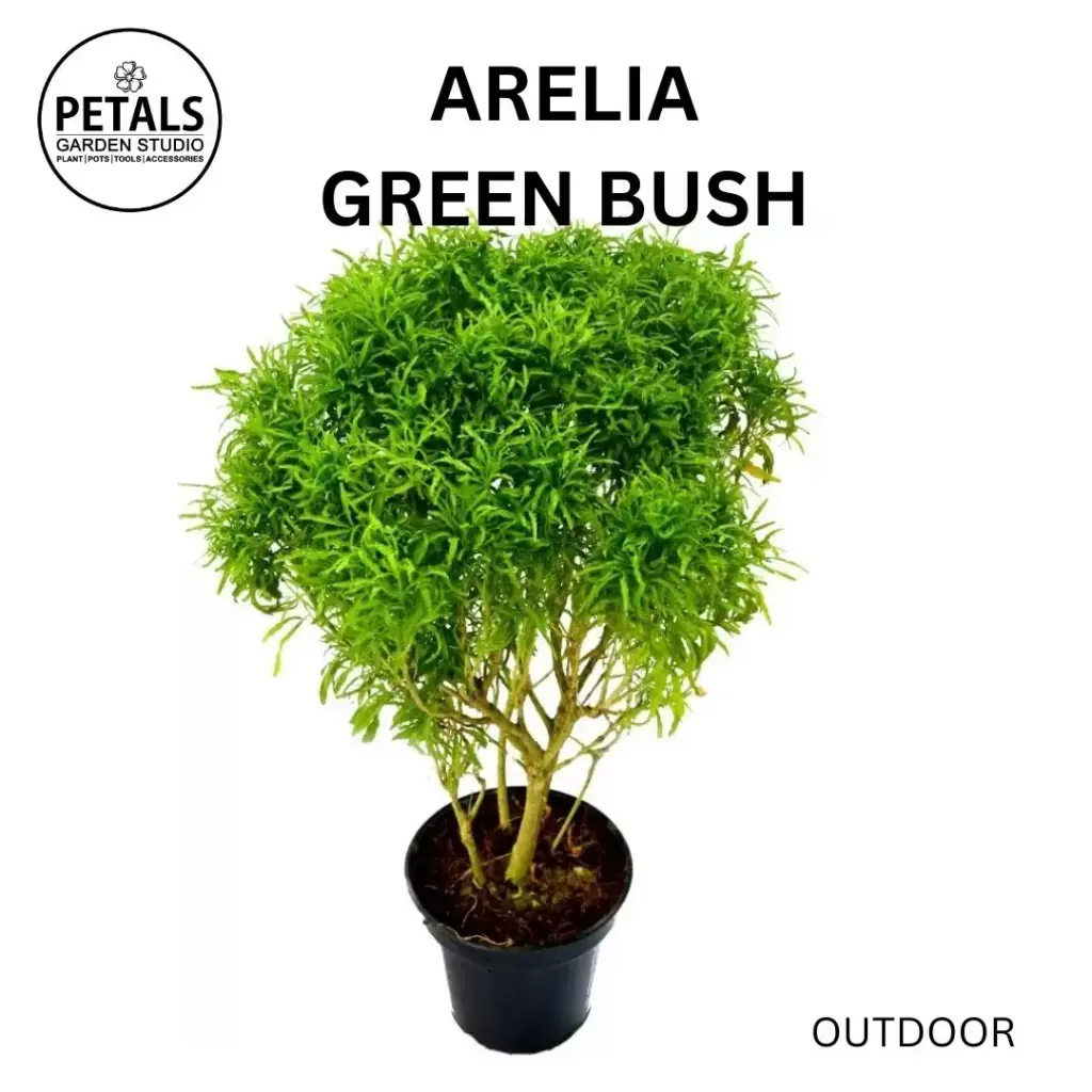 Arelia Greenbush