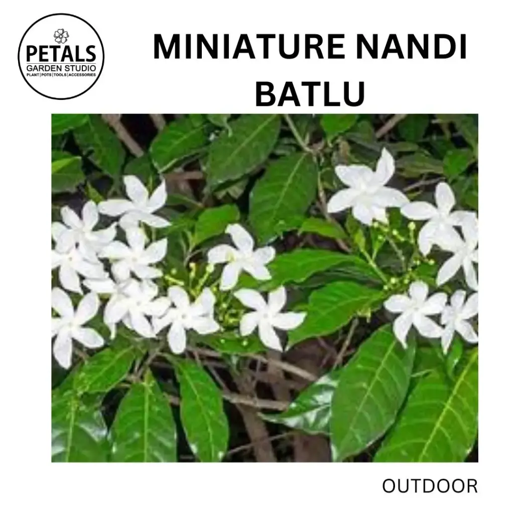 Miniature Nandi Batlu