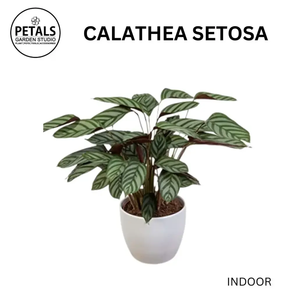 Calathea Setosa