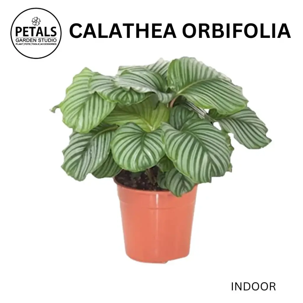 Calathea Orbifolia