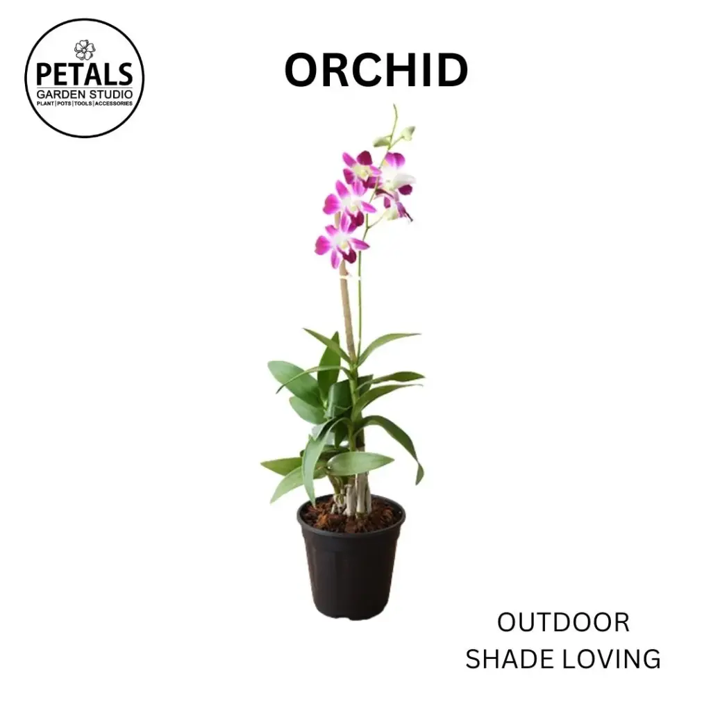 Orchid