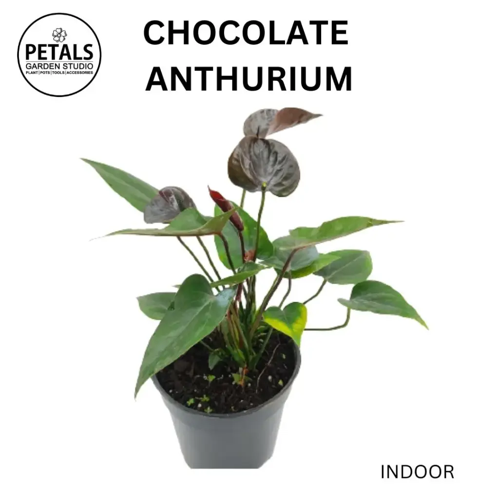 Chocolate Anthurium