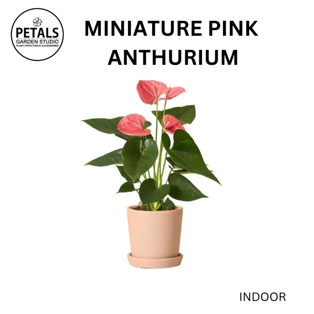 Miniature Pink Anthurium