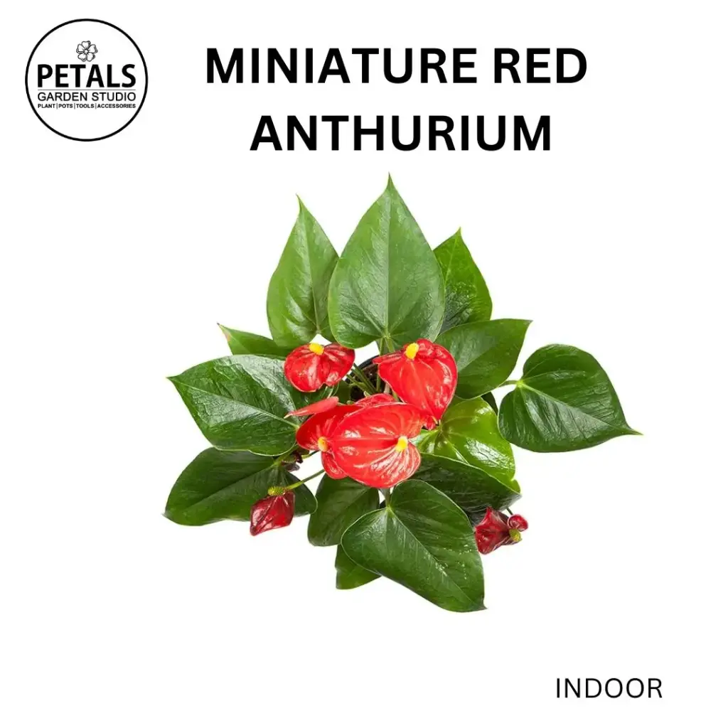 Miniature Red Anthurium
