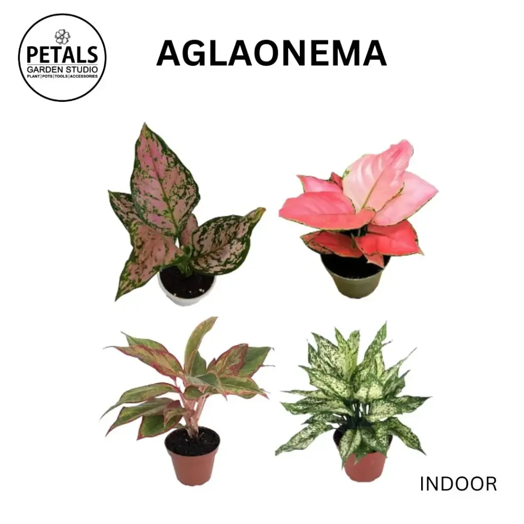 Aglaonema