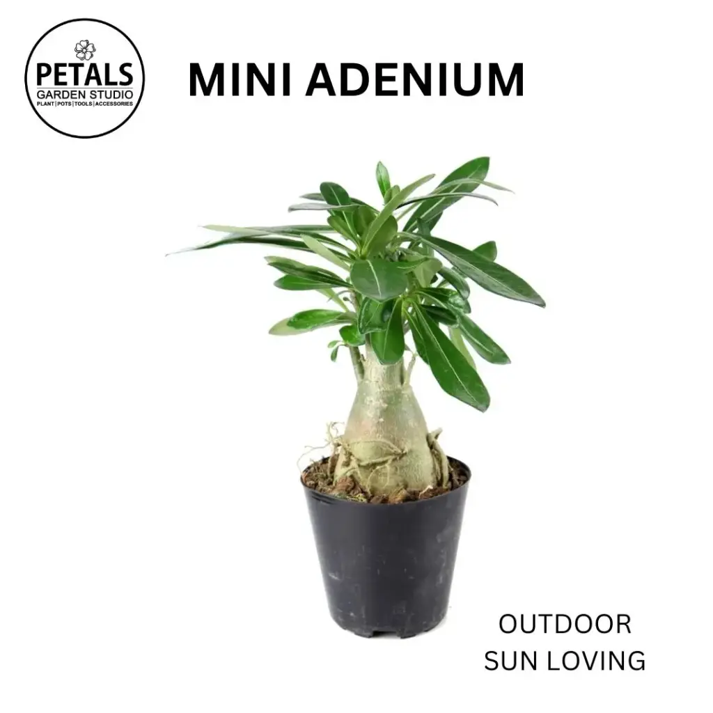 Mini Adenium