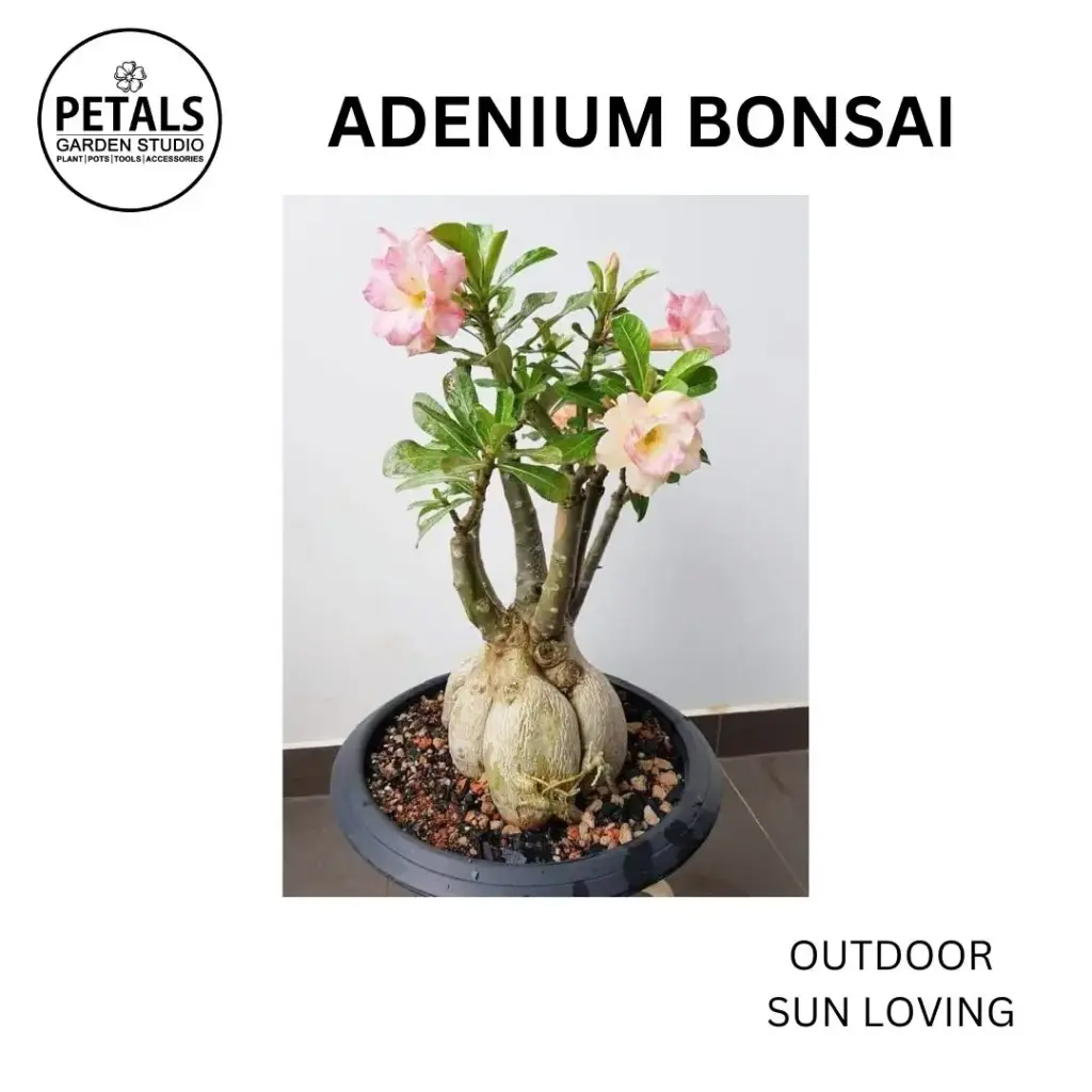 Adenium Bonsai