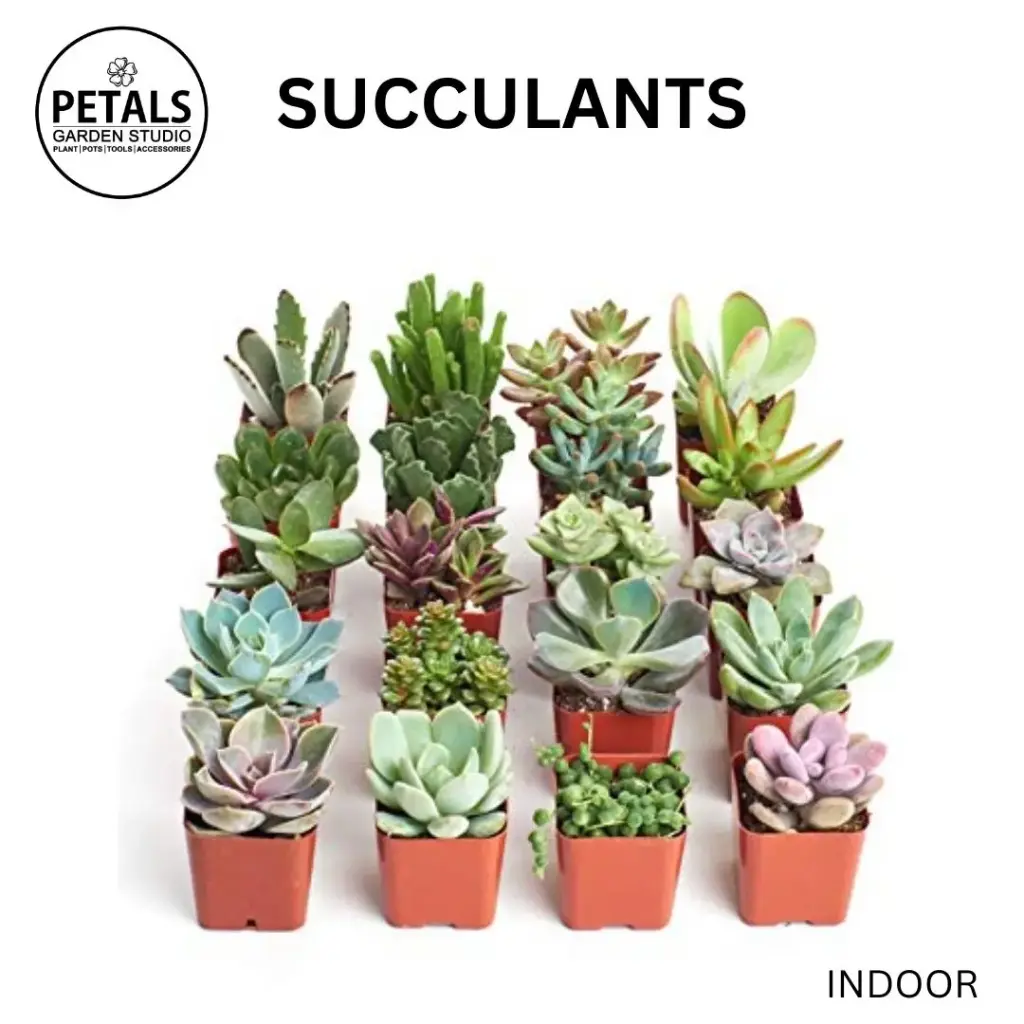 Succulants (Aloe Vera)