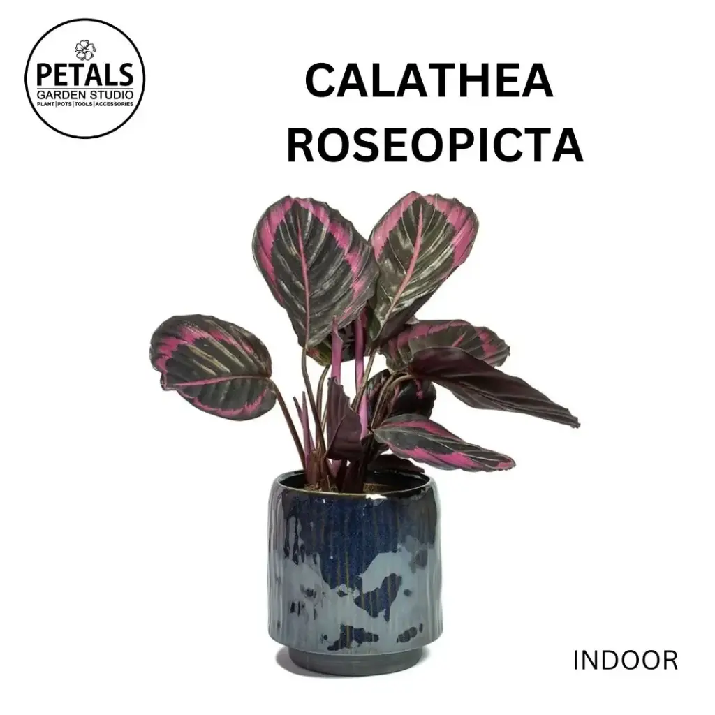 Calathea Roseopicta