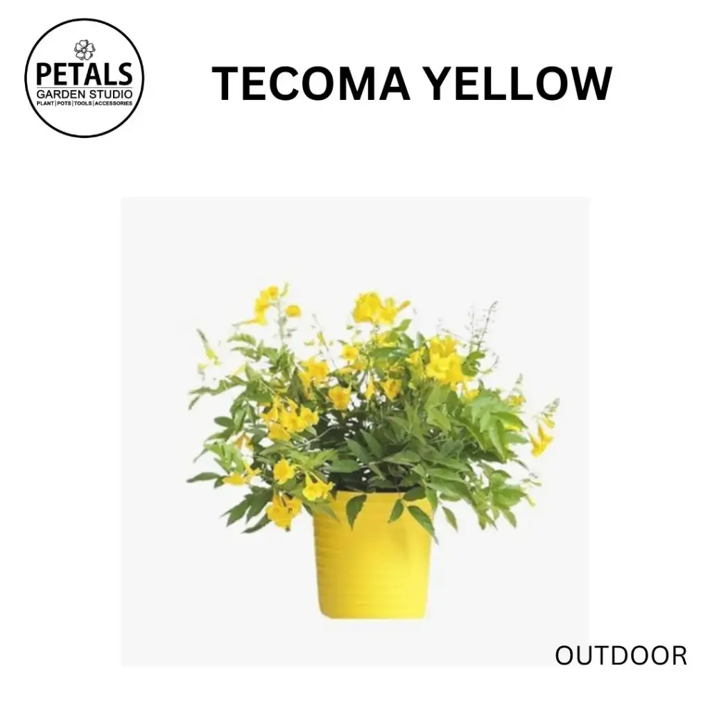 Tecoma Yellow
