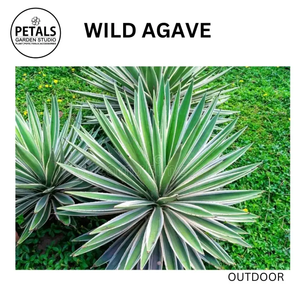 Wild Agave