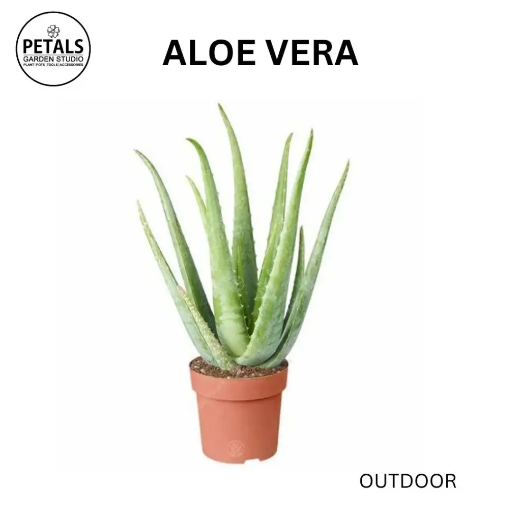 Aloe vera