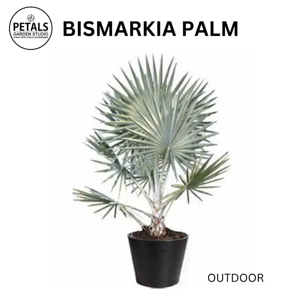 Bismarkia Palm