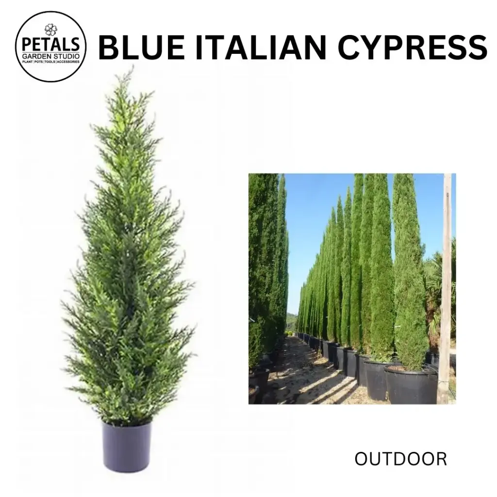 Blue Italian Cypress