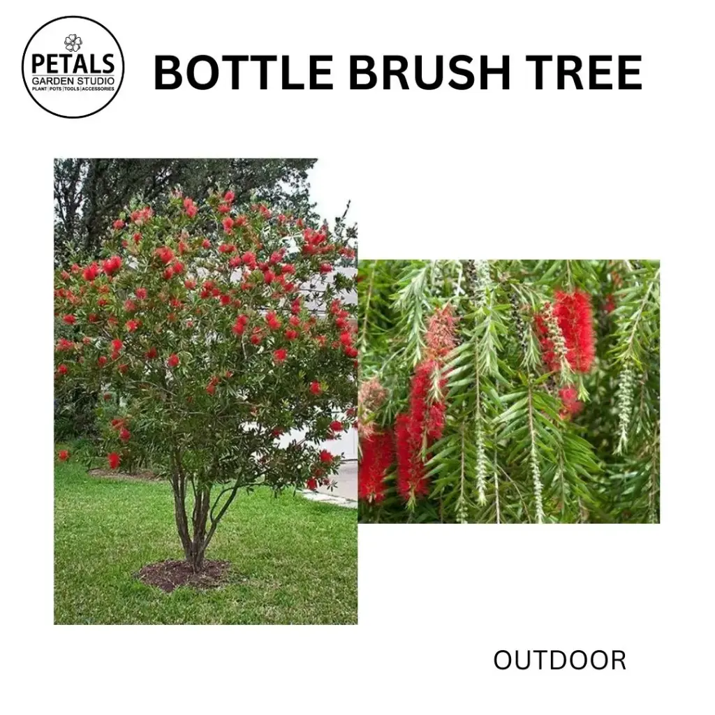 Bottle Brush Tree