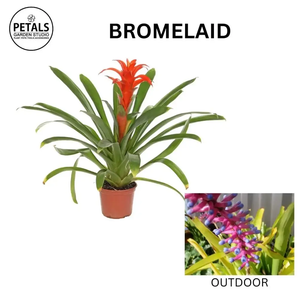 Bromelaid
