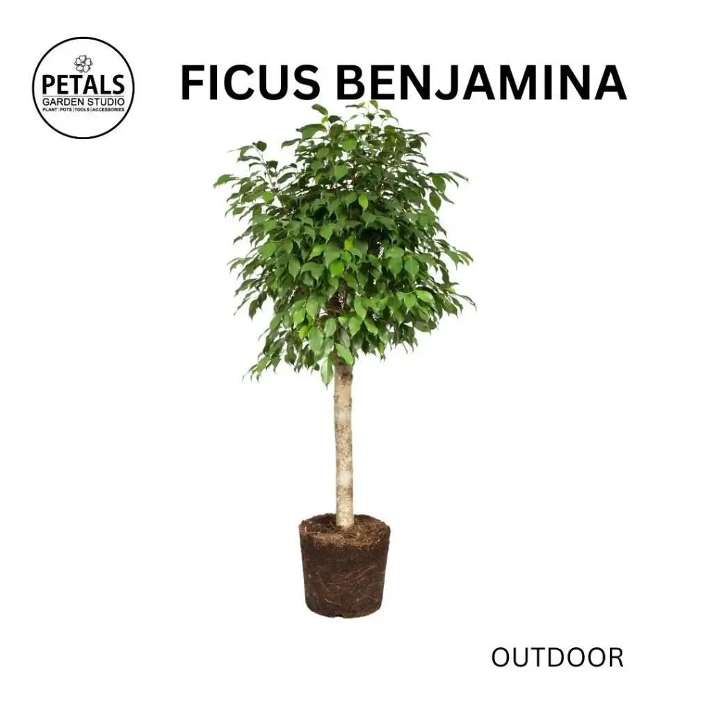 Ficus Benjamina